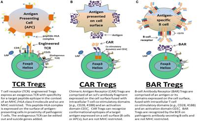 Human Tregs Made Antigen Specific by Gene Modification: The Power to Treat Autoimmunity and Antidrug Antibodies with Precision